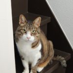 怒る猫-借金生活脱出日記